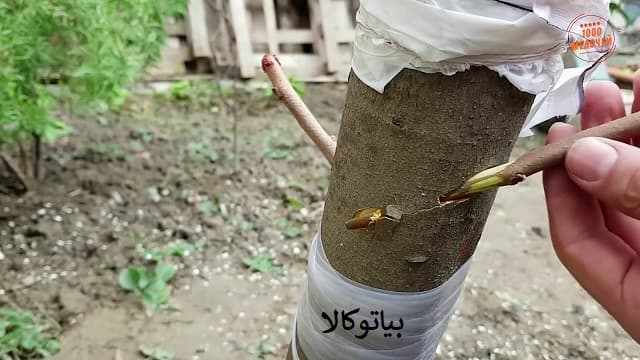 پیوند حرفه ای و تضمینی درخت بادام